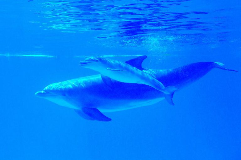 ORGANIZAÇÃO BRITÂNICA APONTA ZOOMARINE DE ALBUFEIRA COMO SÍTIO A EVITAR