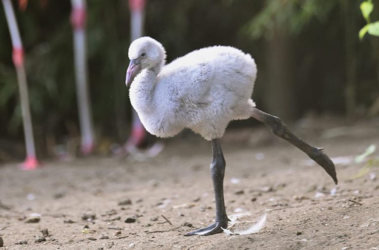 ZOO DE LOUROSA COM MAIS FLAMINGOS BEBÉS APÓS PROJETO DE REPRODUÇÃO COM AVES DA SUÍÇA