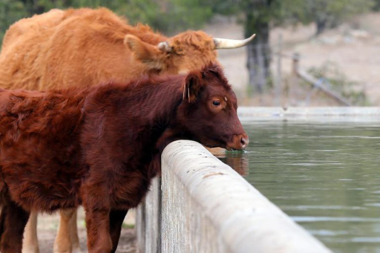 MOÇAMBIQUE VACINA 450 MIL ANIMAIS CONTRA FEBRE AFTOSA