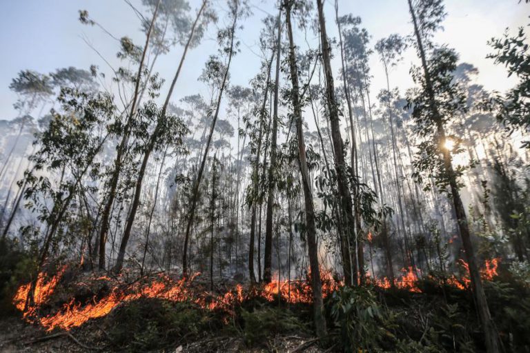 QUASE 20 CONCELHOS EM RISCO MÁXIMO DE INCÊNDIO NO INTERIOR NORTE E CENTRO E ALGARVE