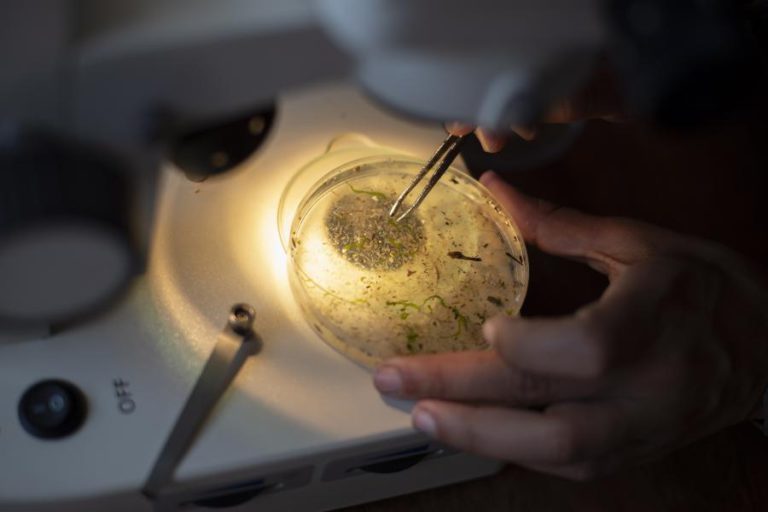 RISCO PARA A SAÚDE DEVIDO AOS MICROPLÁSTICOS NA ÁGUA AINDA SÃO BAIXOS, SEGUNDO A OMS