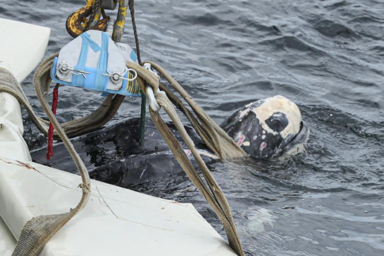 TARTARUGA QUINAS DEVOLVIDA AO MAR ALGARVIO COM HONRAS MILITARES