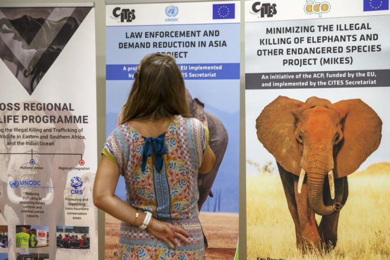 CITES IMPÕE LIMITES A CAPTURA DE ELEFANTES PARA ZOOS