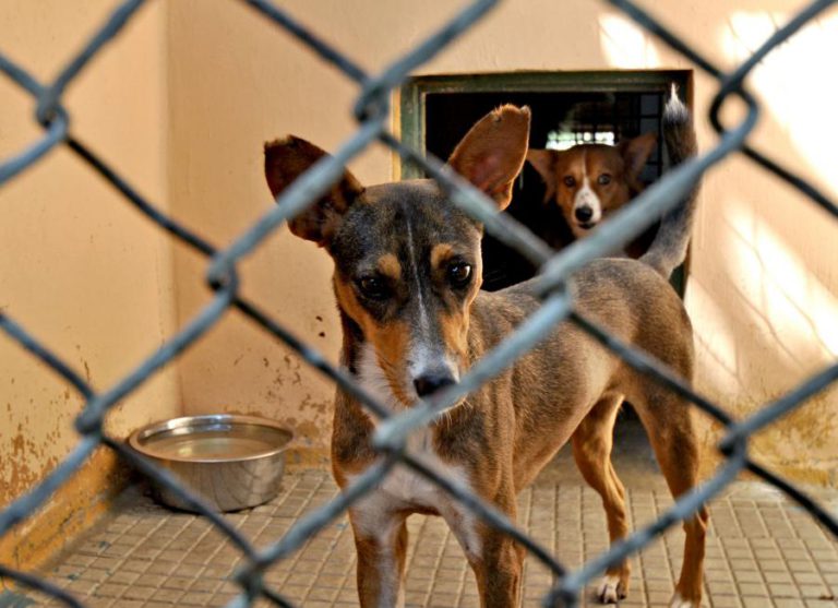 RAIVA CANINA MATOU 16 PESSOAS NO PRIMEIRO SEMESTRE DO ANO EM MOÇAMBIQUE