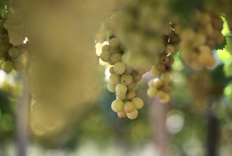 UVA DE MESA PORTUGUESA JÁ PODE SER EXPORTADA PARA A CHINA – GOVERNO