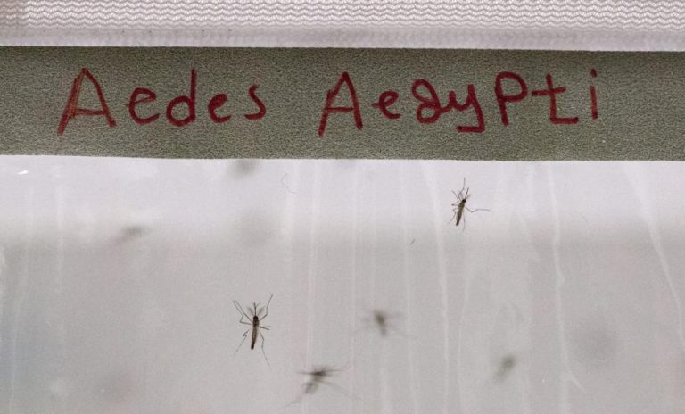 AMÉRICA LATINA EM ALERTA APÓS REGISTAR DOIS MILHÕES DE CASOS DE DENGUE