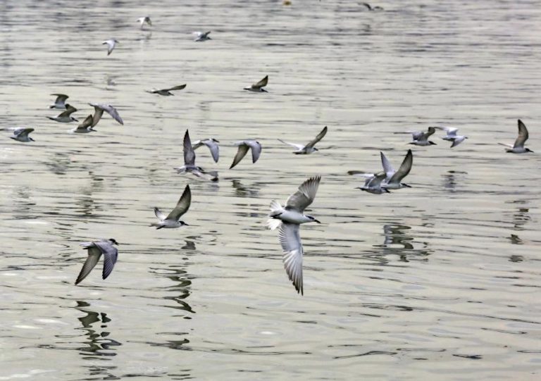 PRESERVAR ÁREAS NATURAIS EVITA EXTINÇÃO DE ESPÉCIES