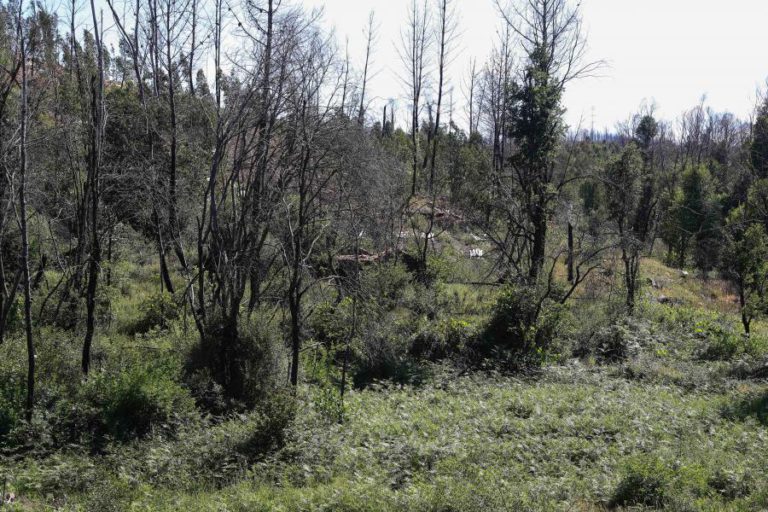PORTUGAL CONTINENTAL EM SITUAÇÃO DE ALERTA DE RISCO DE INCÊNDIO ENTRE SEXTA-FEIRA E SÁBADO