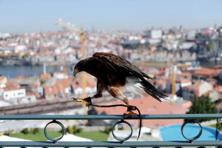 LÚCIFER, A ÁGUIA-DE-HARRIS QUE EXPULSOU AS GAIVOTAS NUM HOTEL DE LUXO DE GAIA
