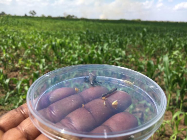 DEPOIS DOS CICLONES, PRAGA DEVORA MILHO DE MOÇAMBIQUE E ARRUÍNA CAMPONESES