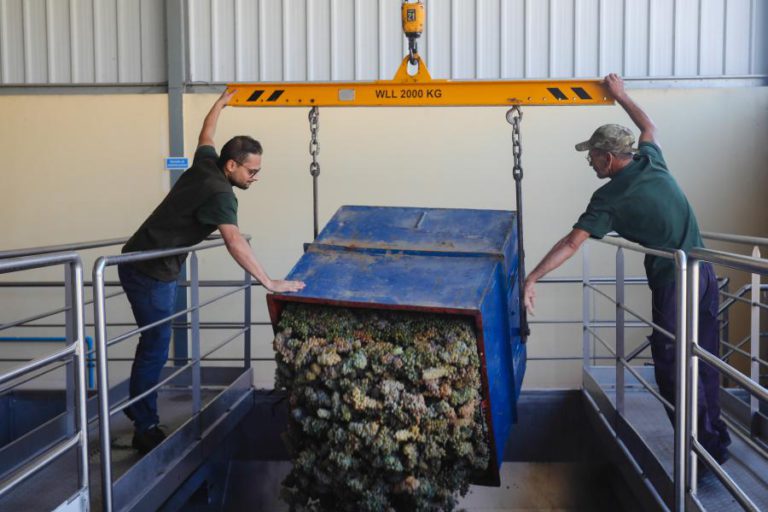 APANHOU UVAS PARA SE FORMAR E CRIOU ADEGA MODELO EM CARRAZEDA DE ANSIÃES