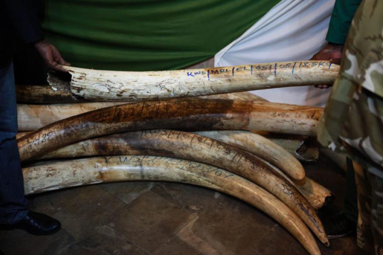 UMA EM CADA CINCO ESPÉCIES SELVAGENS DE VERTEBRADOS É COMERCIALIZADA – ESTUDO