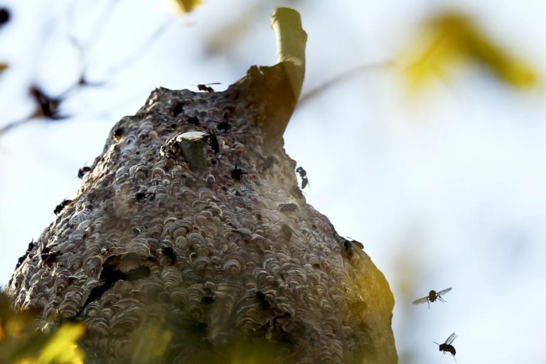 FIGUEIRA DA FOZ DESTRUIU 130 NINHOS DE VESPA ASIÁTICA DESDE O INÍCIO DO ANO