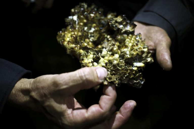 PROTEÇÃO CIVIL DE VISEU TRATOU 636 NINHOS DE VESPA VELUTINA ESTE ANO