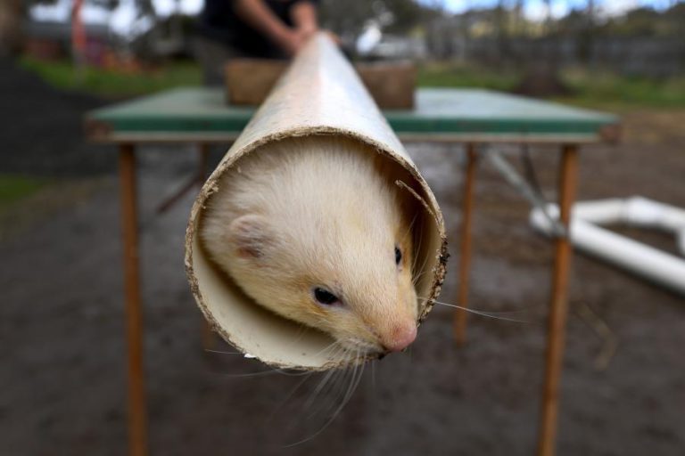 MÉDICOS VETERINÁRIOS PASSAM A SER RESPONSÁVEIS POR REGISTO DE CÃES, GATOS E FURÕES