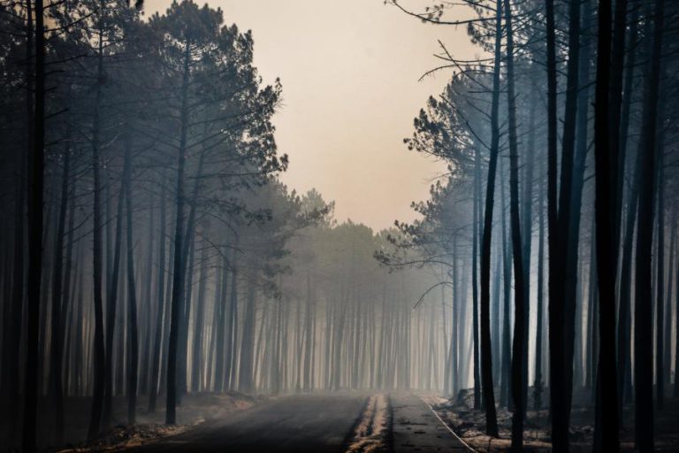 INCÊNDIO NO PINHAL DE LEIRIA EM OUTUBRO DE 2017 TERÁ RESULTADO DE DOIS REACENDIMENTOS