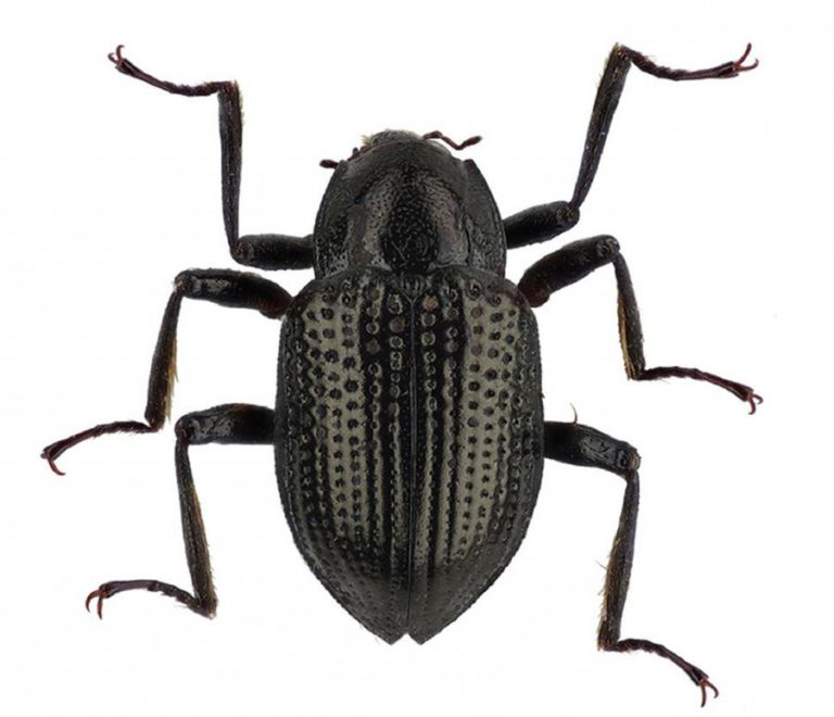 BRUXELAS PUBLICA LISTA DE PRAGAS PRIORITÁRIAS INCLUINDO ‘XYLELLA FASTIDIOSA’ DA OLIVEIRA