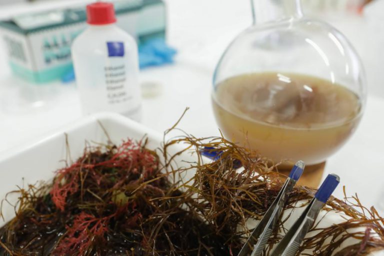 CIENTISTAS ALERTAM PARA PAPEL DE ALGAS MARINHAS NA REDUÇÃO DE EMISSÕES DE METANO