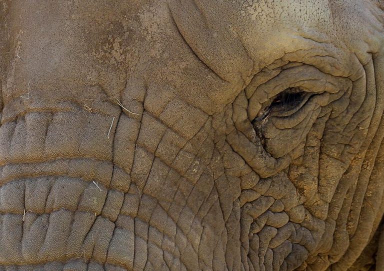PELO MENOS 55 ELEFANTES MORRERAM DE FOME NOS ÚLTIMOS MESES EM PARQUE NACIONAL DO ZIMBABUÉ