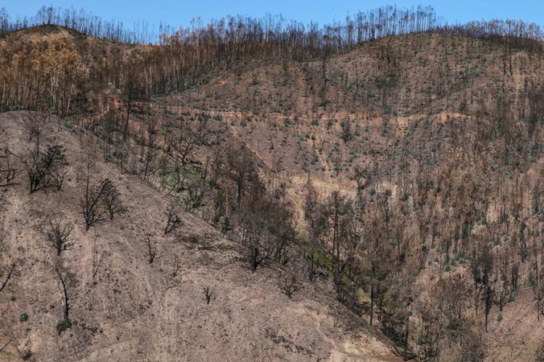 PARTE DA ÁREA ARDIDA NA SERRA DE MONCHIQUE COMEÇOU HOJE A SER RENATURALIZADA