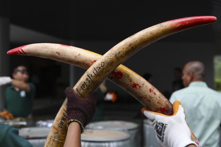 POLÍCIA MOÇAMBICANA APREENDE SETE PONTAS DE MARFIM E DETÉM TRÊS SUSPEITOS