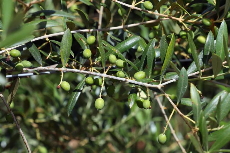 GRUPO VILA GALÉ INVESTE 3,5ME EM LAGAR NO ALENTEJO PARA PRODUZIR OS SEUS AZEITES