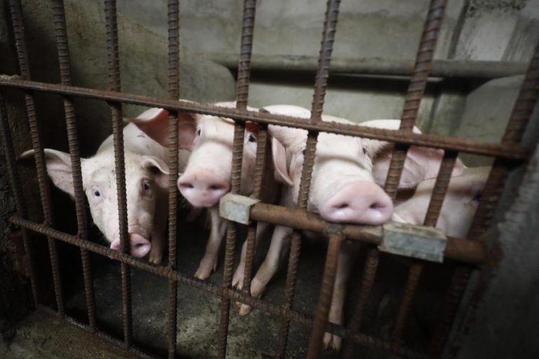 TIMOR-LESTE ANUNCIA MORTE DE 400 PORCOS INFETADOS COM PESTE SUÍNA