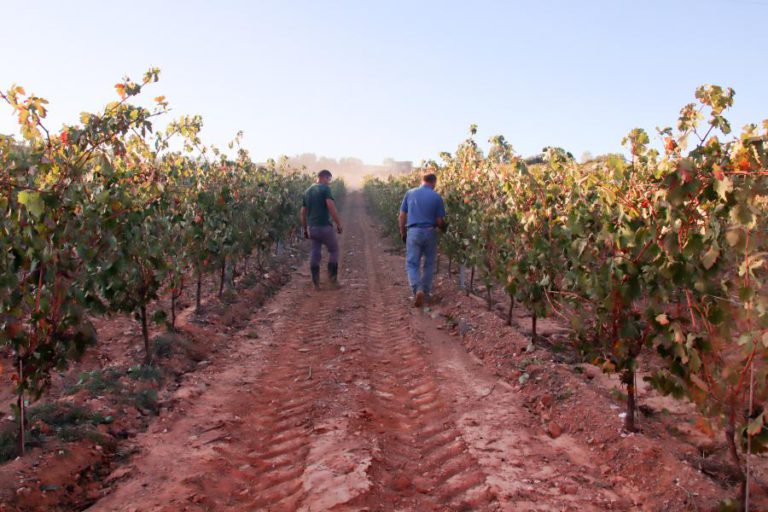 EMPRESÁRIO DESENVOLVE LEVEDURA PARA PRODUZIR VINHO DIFERENCIADO NO PLANALTO MIRANDÊS