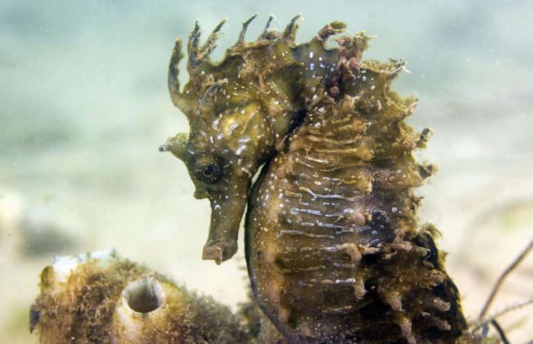 CAVALOS-MARINHOS DA RIA FORMOSA PODEM TER REFÚGIOS COM VIDEOVIGILÂNCIA EM 2020