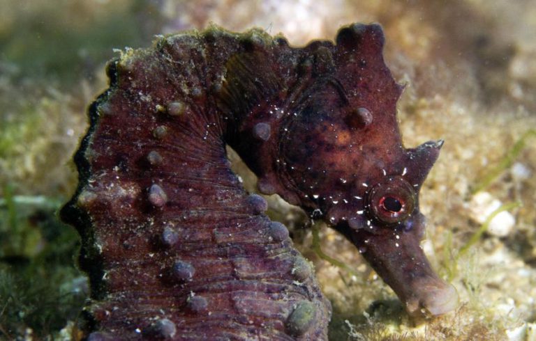FILME SOBRE DECLÍNIO DOS CAVALOS-MARINHOS NA RIA FORMOSA ESTREIA SÁBADO EM OLHÃO