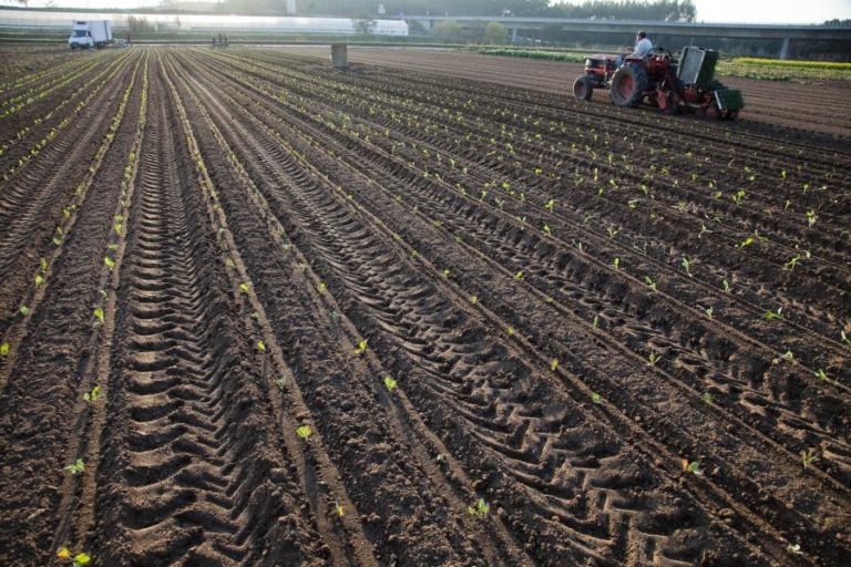 BRUXELAS DEVOLVE 467 ME A AGRICULTORES EUROPEUS, 7 ME DOS QUAIS A PORTUGUESES
