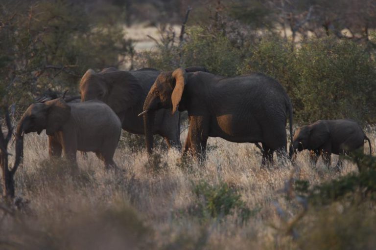 ZIMBABUÉ PREPARA DESLOCAÇÃO DE 600 ELEFANTES E OUTROS ANIMAIS DEVIDO À SECA