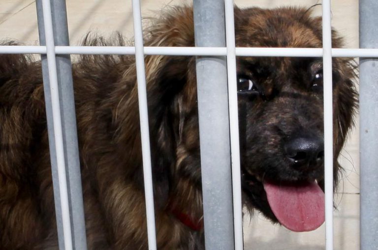 NOVO CANIL MUNICIPAL DE FAFE TEM CAPACIDADE PARA ACOLHER 240 ANIMAIS