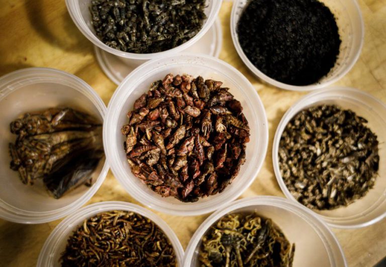 INTRODUÇÃO DE INSETOS NA ALIMENTAÇÃO ANIMAL TORNA SETOR MAIS SUSTENTÁVEL – ENTOVALOR