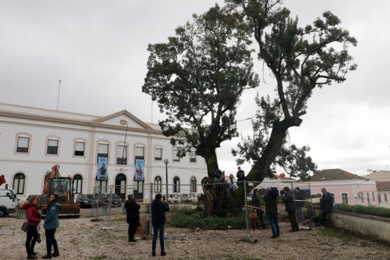 OCUPARAM ÁRVORE NA FIGUEIRA DA FOZ MAS ABANDONARAM PROTESTO DEZ HORAS DEPOIS