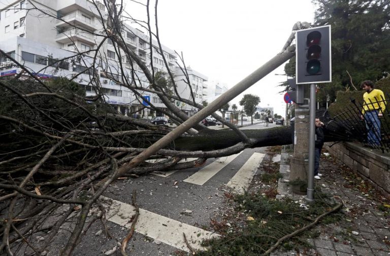 QUEDA DE ÁRVORES EM HABITAÇÕES FAZ 16 DESALOJADOS EM SANTO TIRSO E ALMADA