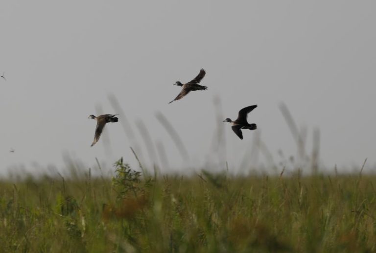 AVES EM PORTUGAL ESTÃO A DECAIR POR CAUSA DA AÇÃO HUMANA – RELATÓRIO