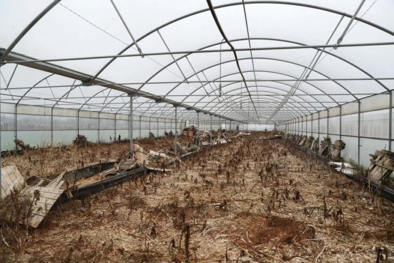 JAVALIS E OUTROS ANIMAIS SELVAGENS FORÇAM ABANDONO DA AGRICULTURA FAMILIAR NA REGIÃO CENTRO