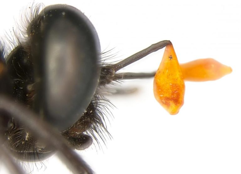 CIENTISTAS DEFENDEM FIM DE PESTICIDAS SINTÉTICOS PARA SALVAR INSETOS