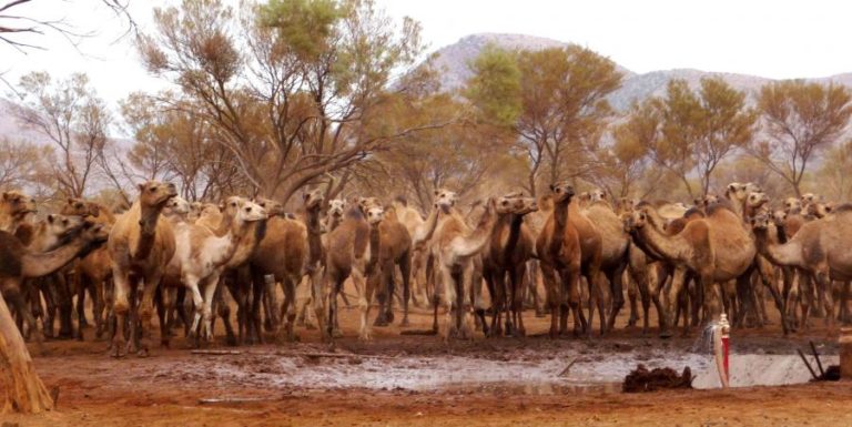 MAIS DE 5.000 DROMEDÁRIOS SELVAGENS ABATIDOS NA AUSTRÁLIA DEVIDO À SECA