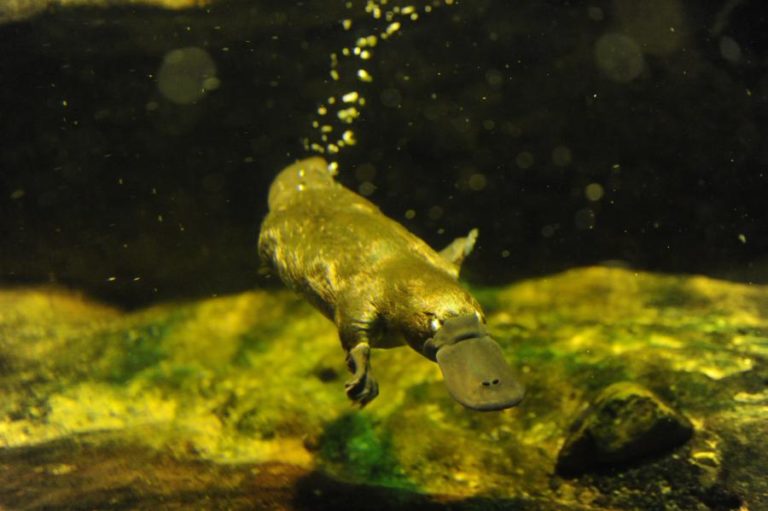 CLIMA: ORNITORRINCO, ANIMAL NATIVO DA AUSTRÁLIA, PODE DESAPARECER – ESTUDO
