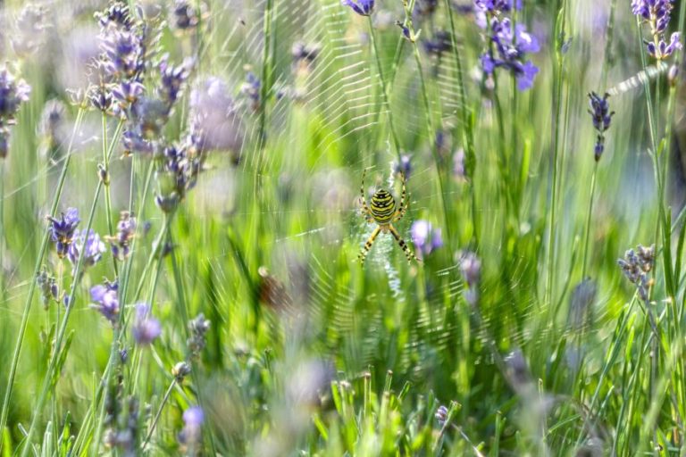 PEQUENOS PREDADORES MAIS SENSÍVEIS A PERDA DE HABITATS – ESTUDO