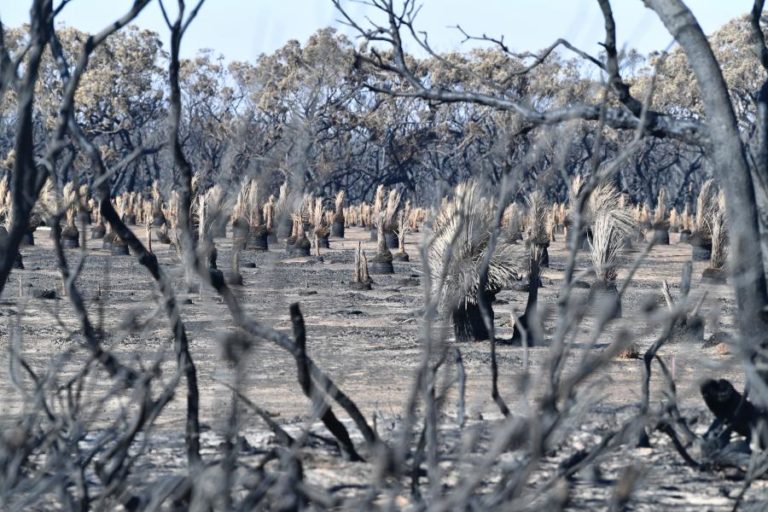 AUSTRÁLIA VAI CANALIZAR 1,2 MIL ME PARA RECUPERAR ÁREAS AFETADAS PELOS INCÊNDIOS