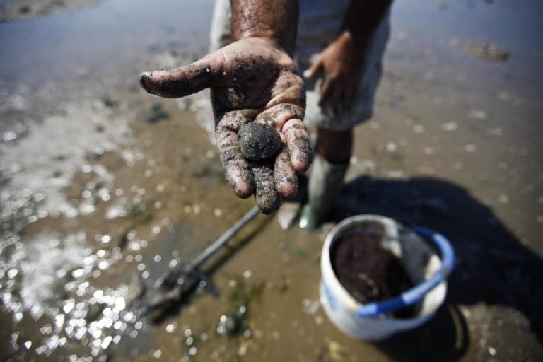 GNR MULTA 60 PESSOAS POR APANHA ILEGAL DE AMÊIJOA EM PRAIA DE ALCOCHETE