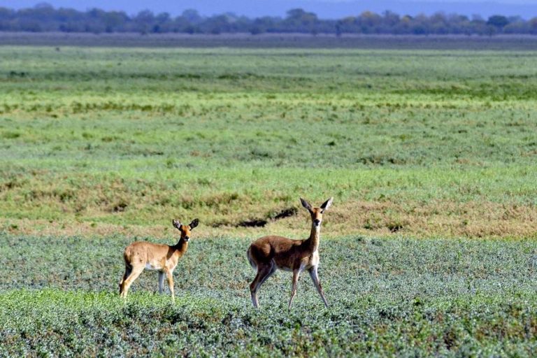 AUTORIDADES MAIS QUE DUPLICAM DETENÇÃO DE CAÇADORES NA RESERVA ESPECIAL DE MAPUTO