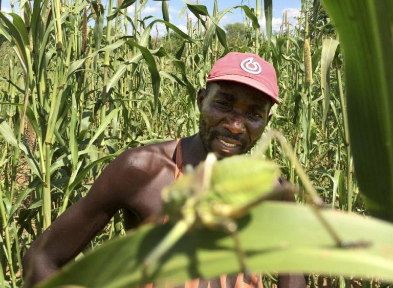 UE MOBILIZA UM MILHÃO DE EUROS PARA COMBATER PRAGA DE GAFANHOTOS EM ÁFRICA