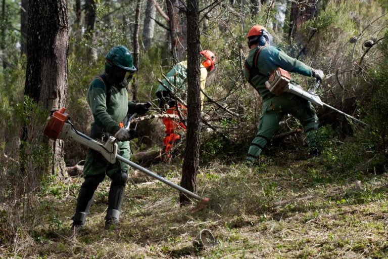 GOVERNO JUSTICA REDUÇÃO DO CRÉDITO PARA LIMPAR FLORESTA COM VALOR PEDIDO POR MUNICÍPIOS