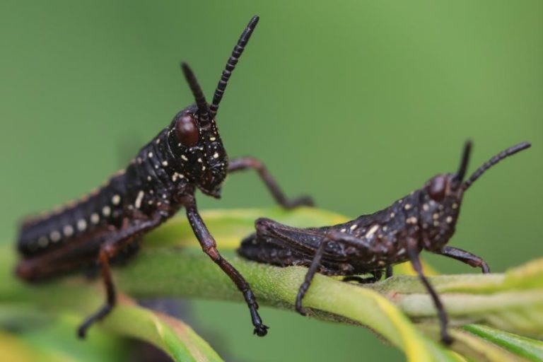 AVIÕES LANÇAM PESTICIDA PARA COMBATER A MAIOR PRAGA DE GAFANHOTOS EM ÁFRICA