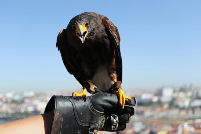 LIGA PARA A PROTEÇÃO DA NATUREZA ALERTA PARA ENVENENAMENTO DE ANIMAIS SELVAGENS