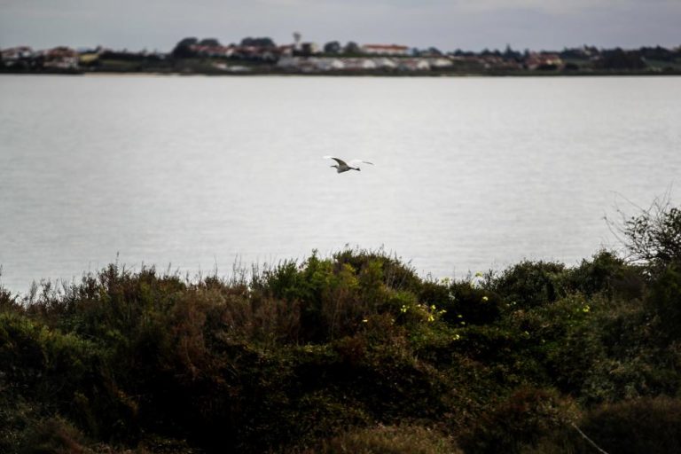 MONTIJO: PETIÇÃO EM DEFESA DE AVE HOLANDESA POR CAUSA DO AEROPORTO